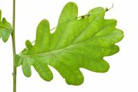 Chêne pédonculé - rameau avec feuille (Quercus robur) 